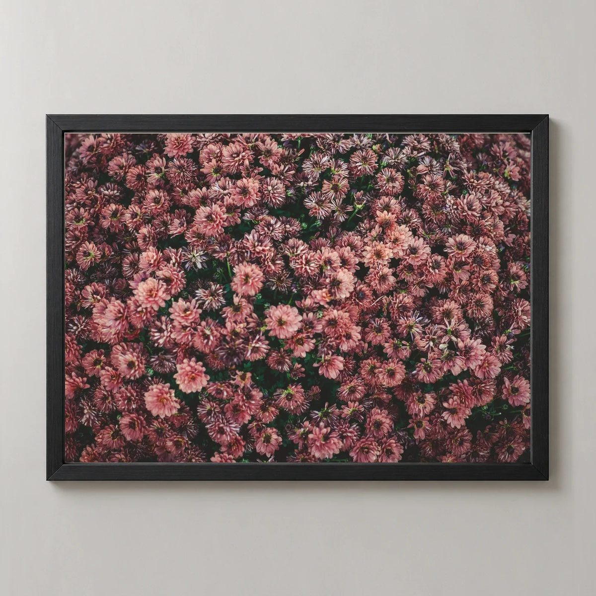 Dark Pink Dahlia Flowers Photographic Print in a black frame, front view