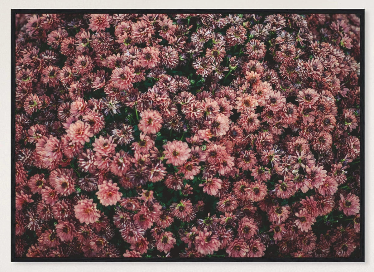 Dark Pink Dahlia Flowers Photographic Print — black frame view of the full-bleed print.
