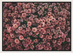 Dark Pink Dahlia Flowers Photographic Print — black frame view of the full-bleed print.