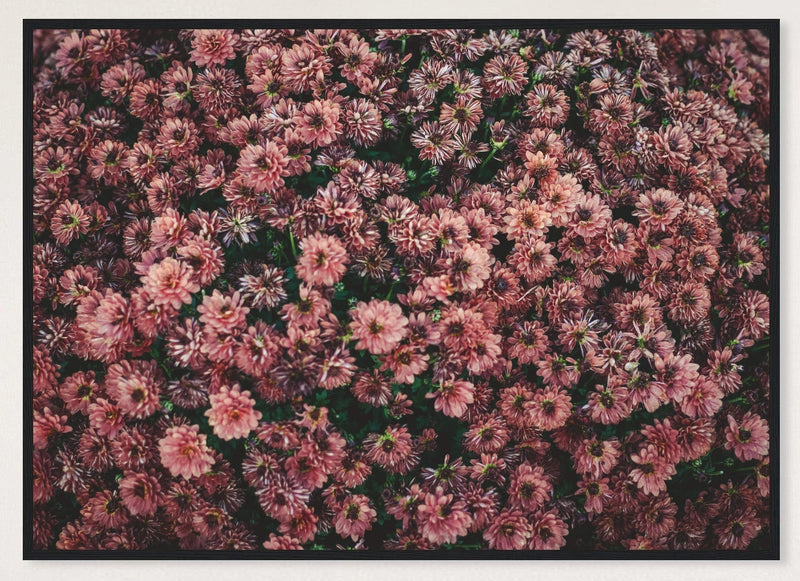 Dark Pink Dahlia Flowers Photographic Print — black frame view of the full-bleed print.