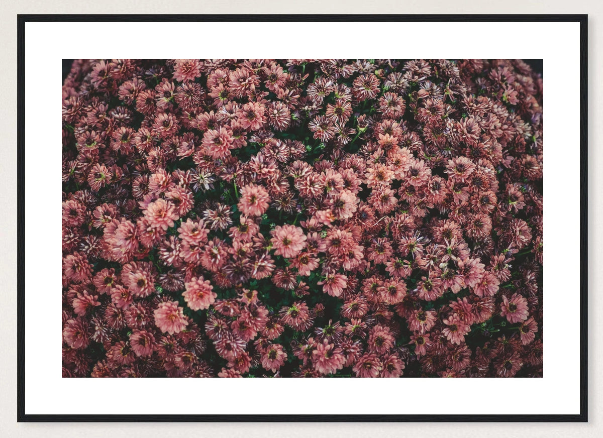 Dark Pink Dahlias in a black frame; landscape front-view mockup
