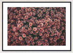 Dark Pink Dahlias in a black frame; landscape front-view mockup