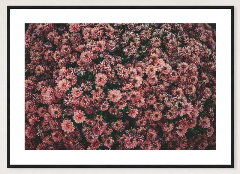 Dark Pink Dahlias in a black frame; landscape front-view mockup