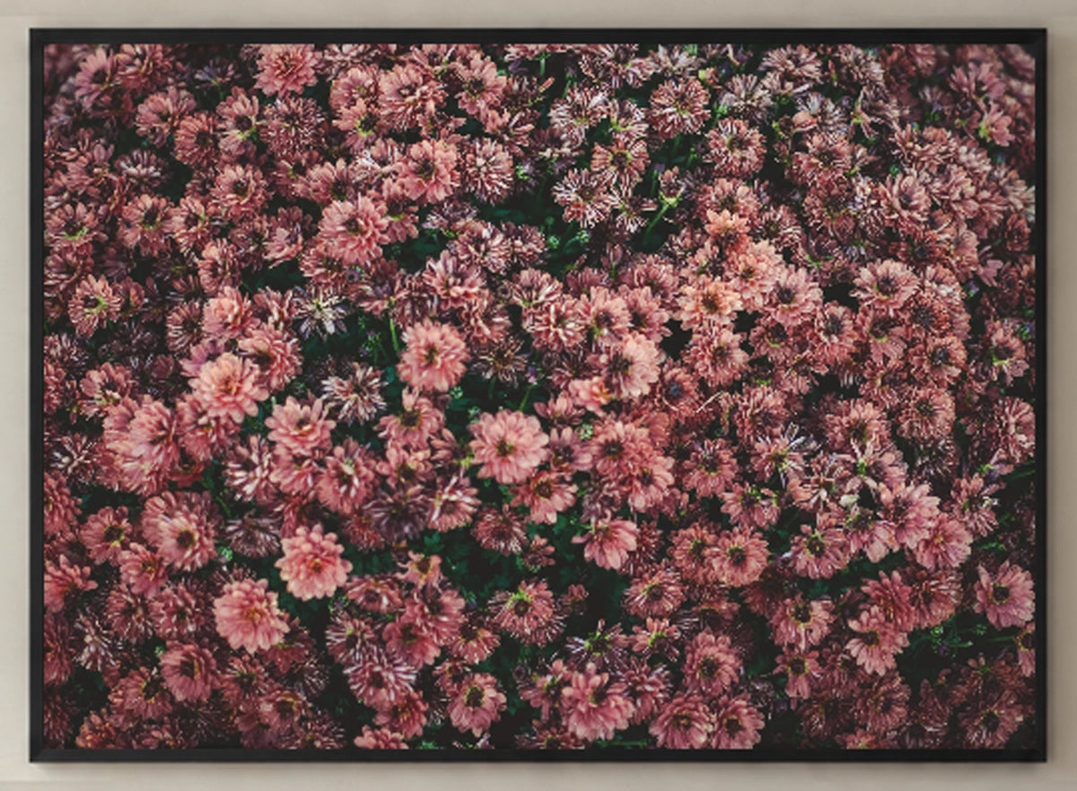Dark Pink Dahlia Flowers Photographic Print — detail view of the full-bleed print.