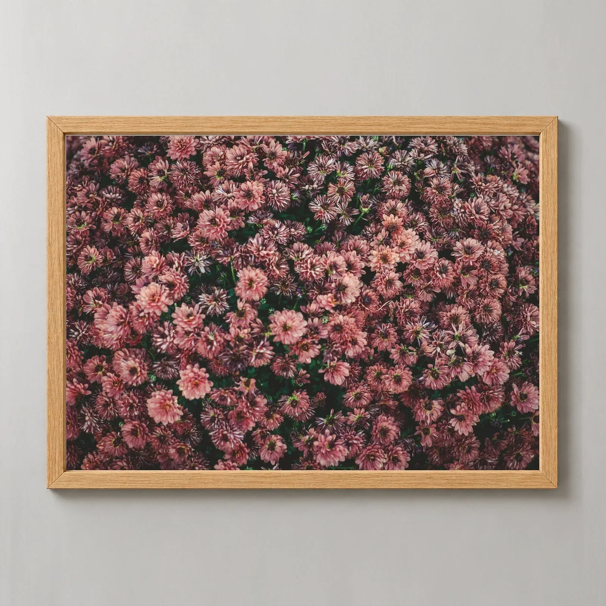 Dark Pink Dahlia Flowers Photographic Print — natural wood frame, matching studio view