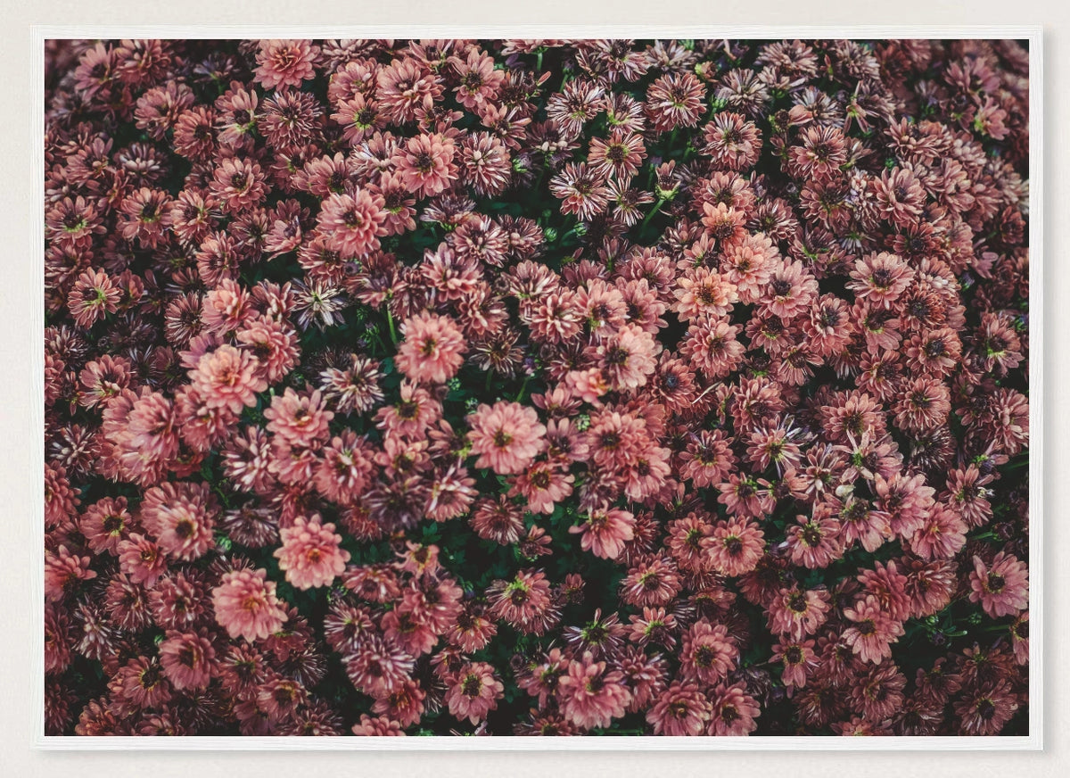 Dark Pink Dahlia Flowers Photographic Print — white frame view of the full-bleed print.
