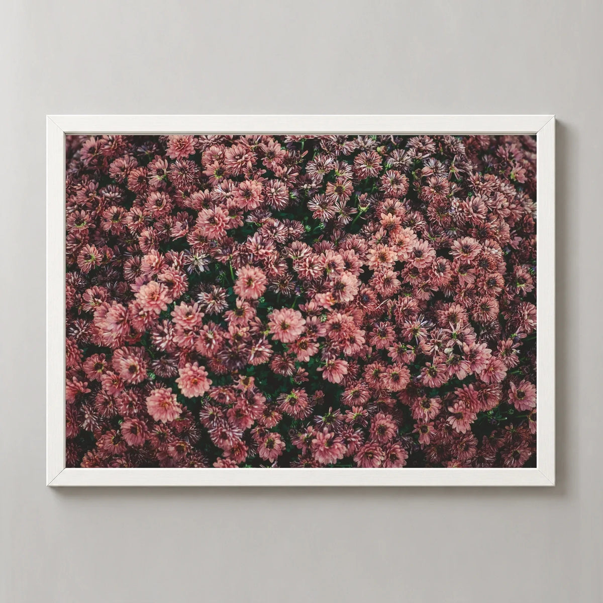Dark Pink Dahlia Flowers Photographic Print in a white frame, front view