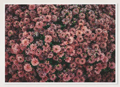 Dark Pink Dahlia Flowers Photographic Print — white frame view of the full-bleed print.