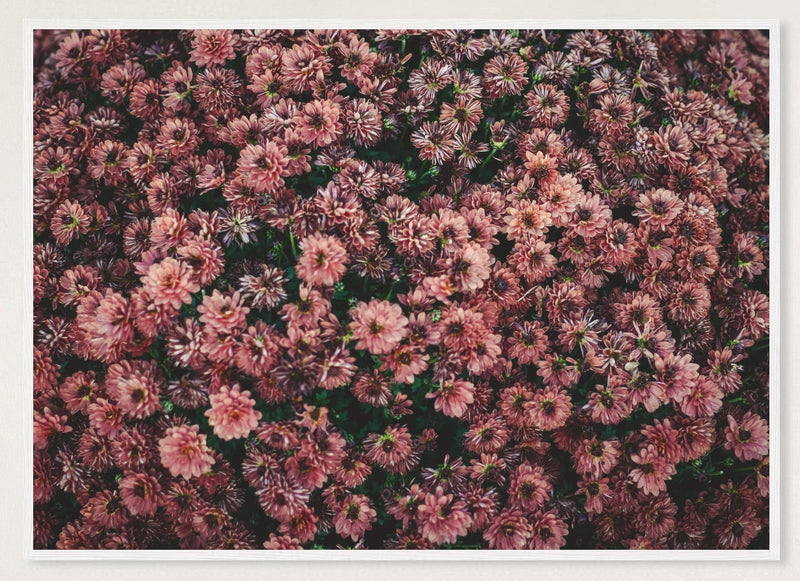 Dark Pink Dahlia Flowers Photographic Print — white frame view of the full-bleed print.