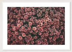 Dark Pink Dahlias in a white frame; landscape front-view mockup