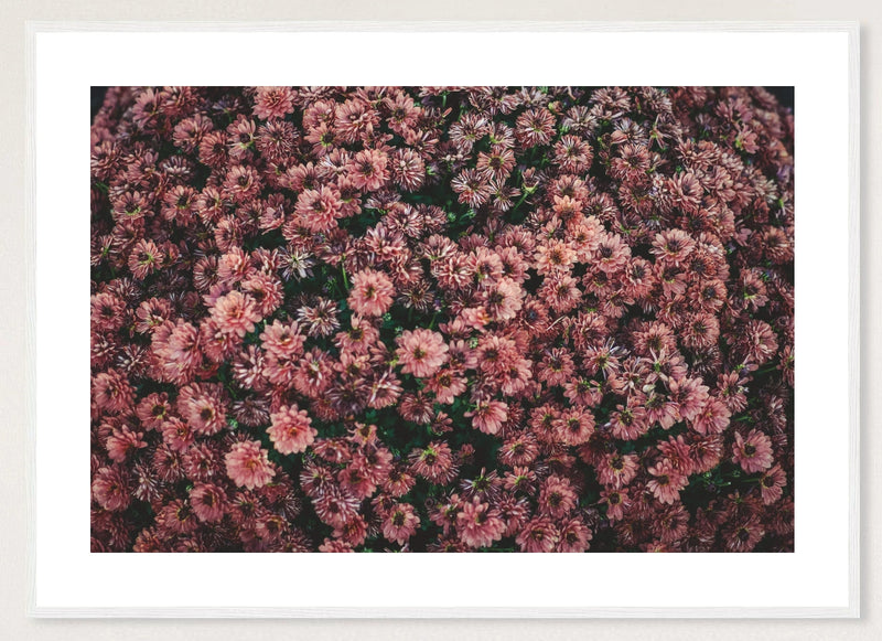 Dark Pink Dahlias in a white frame; landscape front-view mockup