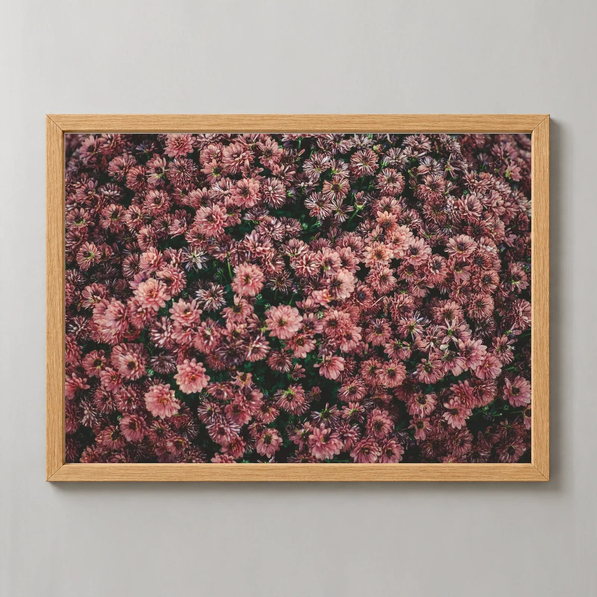 Dark Pink Dahlia Flowers Photographic Print in a natural wood frame, front view