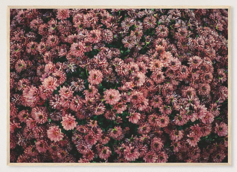 Dark Pink Dahlia Flowers Photographic Print — wood frame view of the full-bleed print.