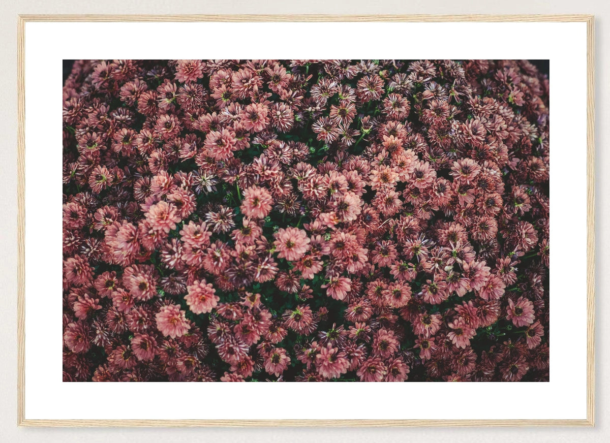 Dark Pink Dahlias in a natural wood frame; landscape front-view mockup