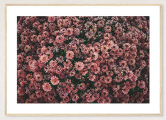 Dark Pink Dahlias in a natural wood frame; landscape front-view mockup
