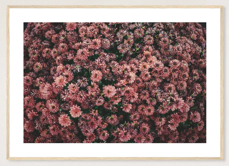 Dark Pink Dahlias in a natural wood frame; landscape front-view mockup