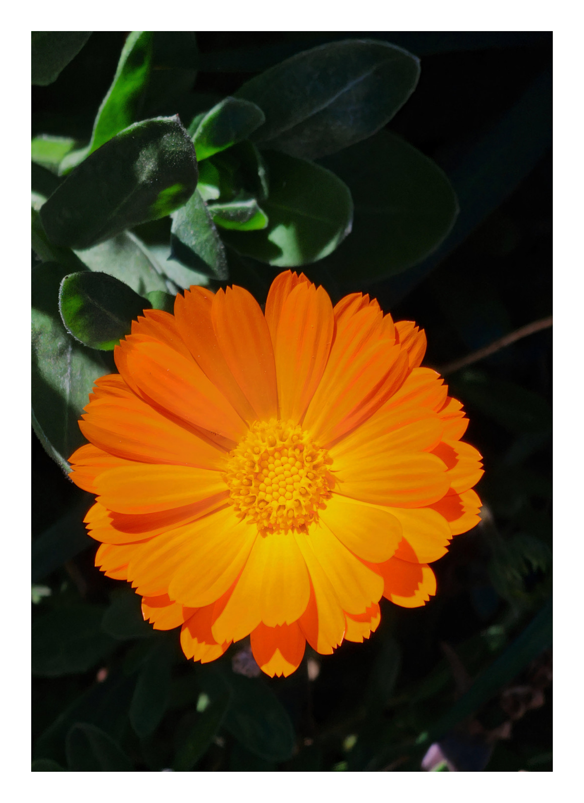 Bright Orange Marigold Flower Art Print - Vibrant Botanical Decor — poster only, complete unframed artwork with white border