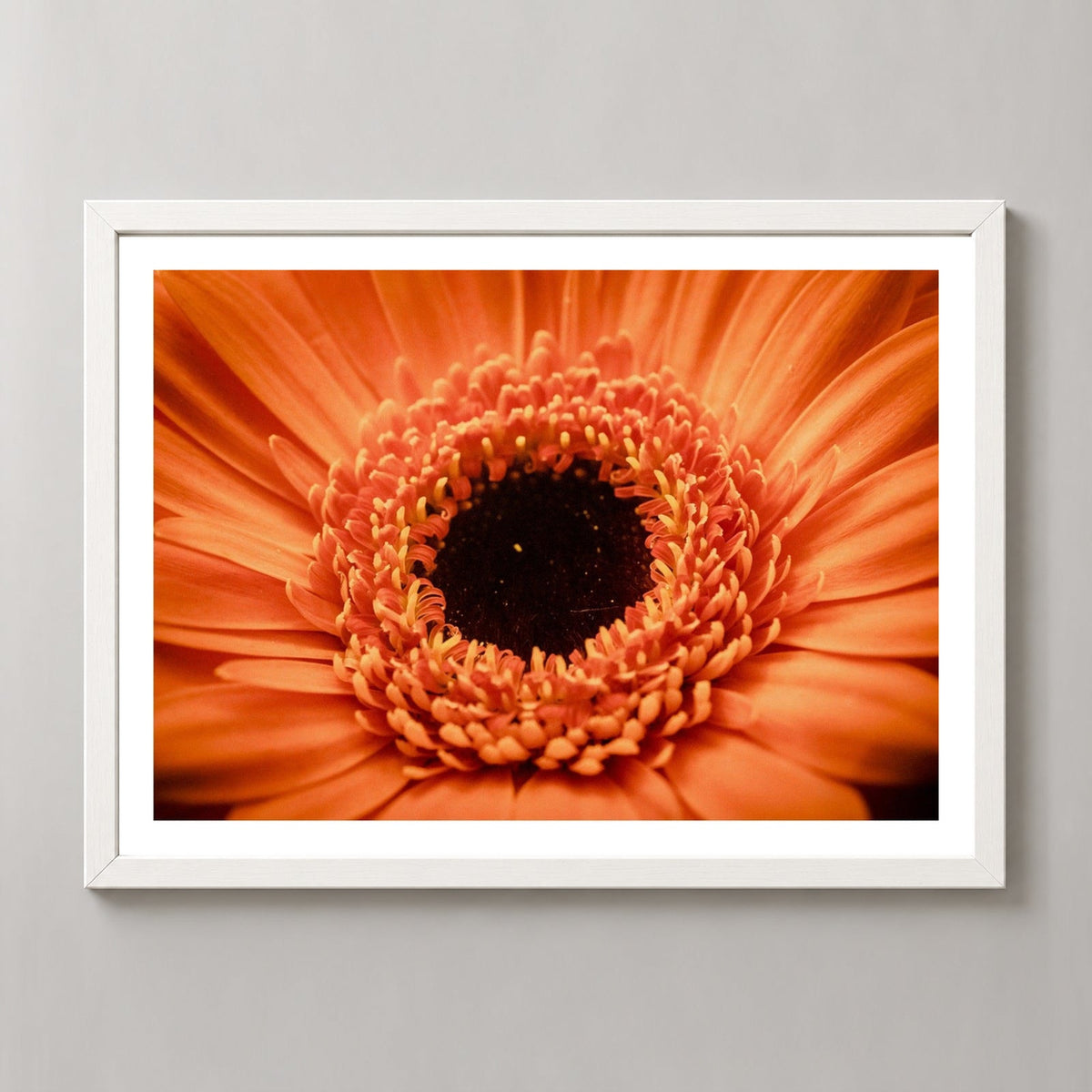 Orange Flower Up Close — realistic white frame studio view with white border