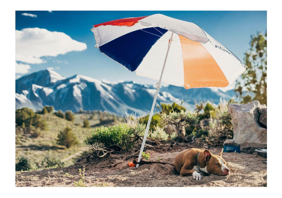 Mammoth Lakes Hot Dog — poster only, complete unframed artwork with white border