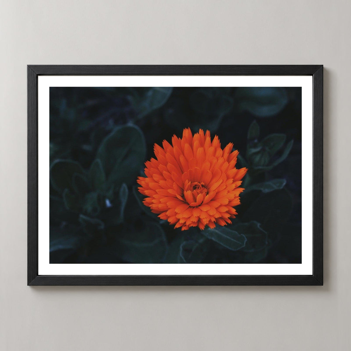 Kabloom | Orange Flower Photography — realistic black frame studio view with white border