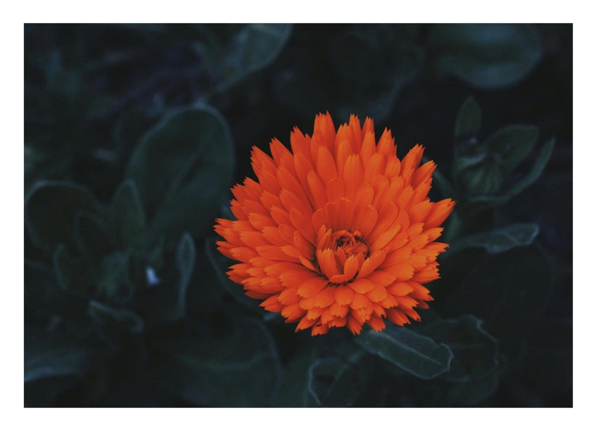 Kabloom | Orange Flower Photography — poster only, complete unframed artwork with white border