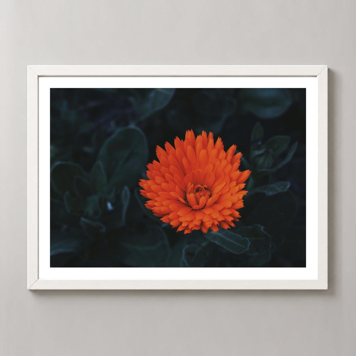 Kabloom | Orange Flower Photography — realistic white frame studio view with white border