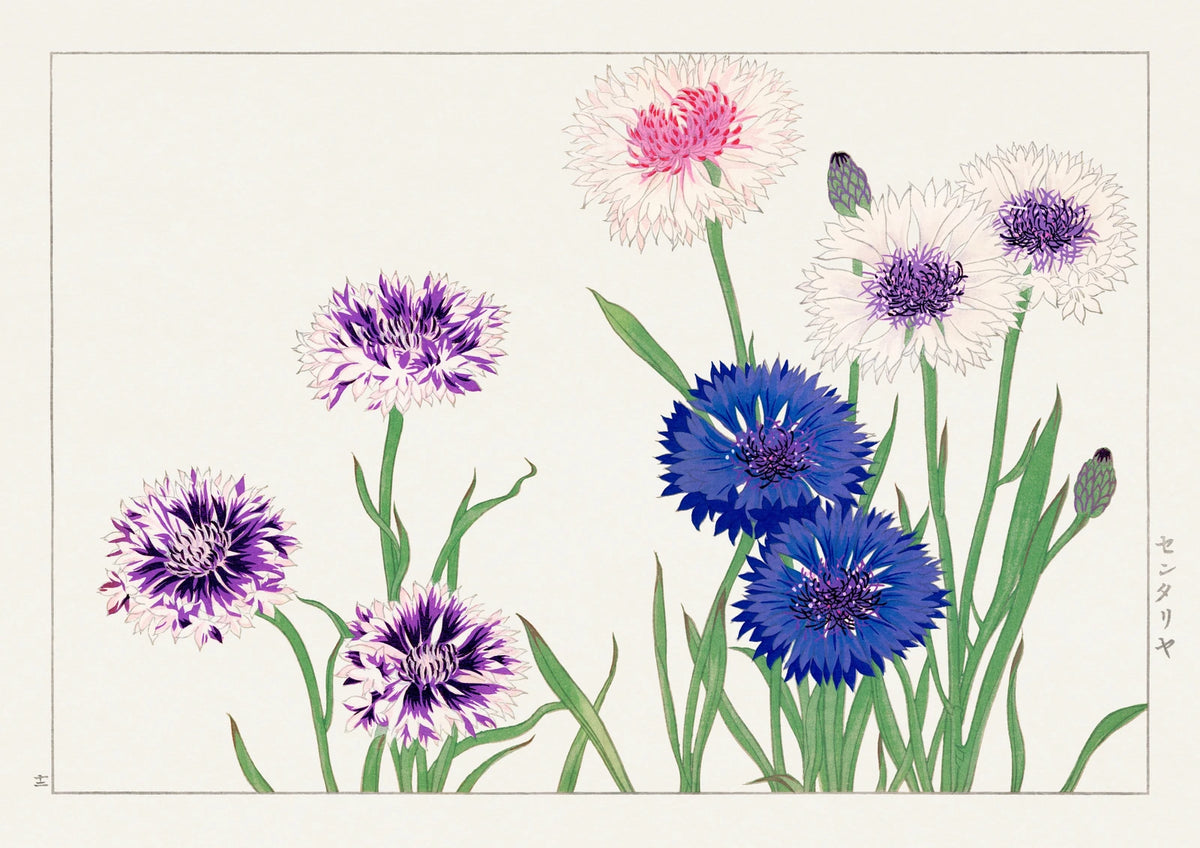 Blue Cornflowers — finished print composition