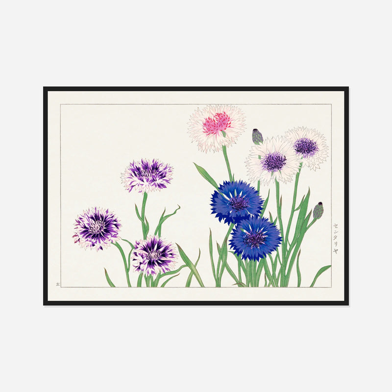 Blue Cornflowers — front view in a black frame