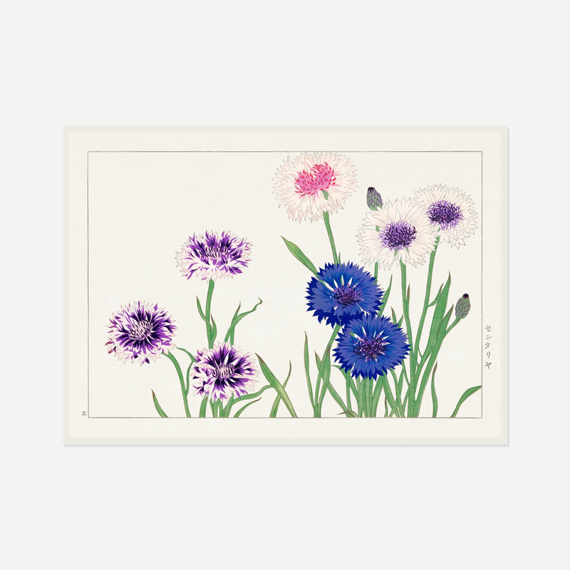 Blue Cornflowers — front view in a white frame