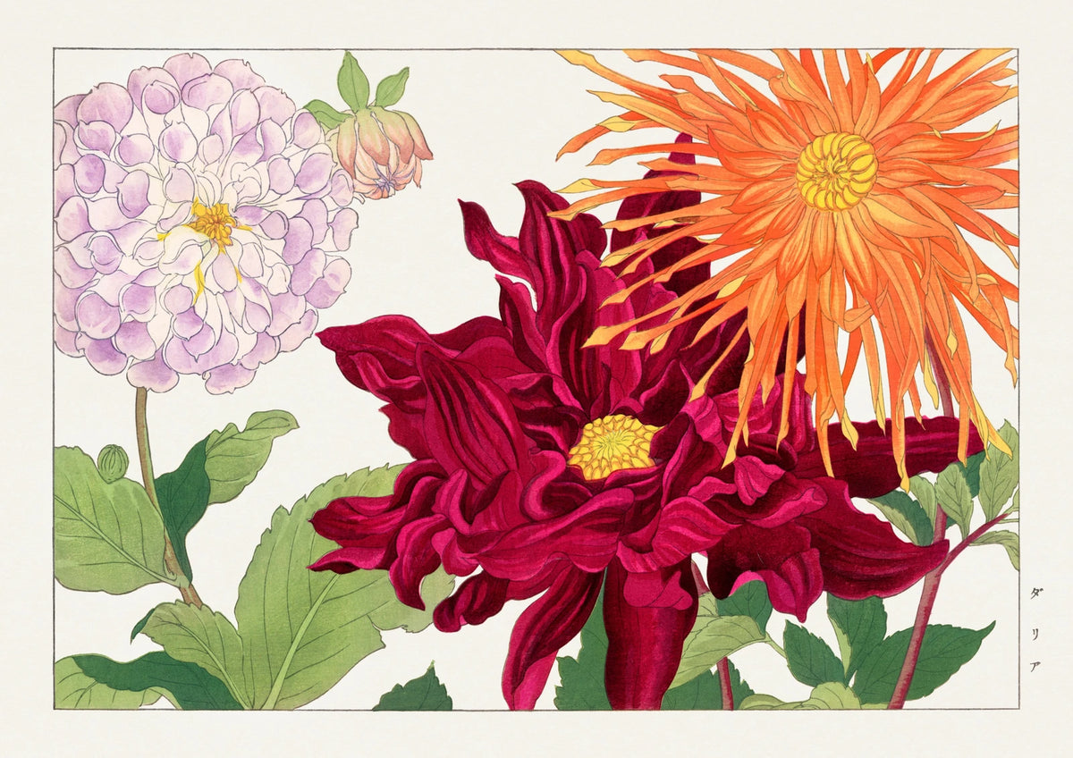 Dahlias in Orange and Lilac — finished print composition