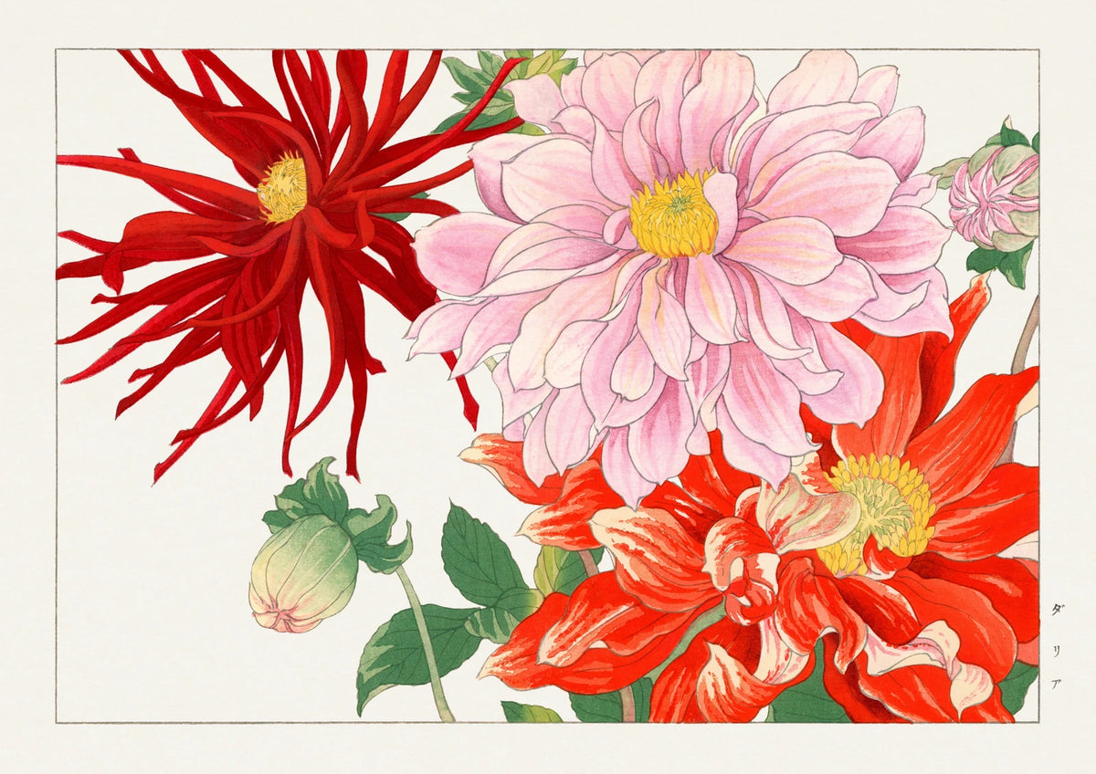 Pink and Red Dahlias — finished print composition