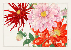 Pink and Red Dahlias — finished print composition