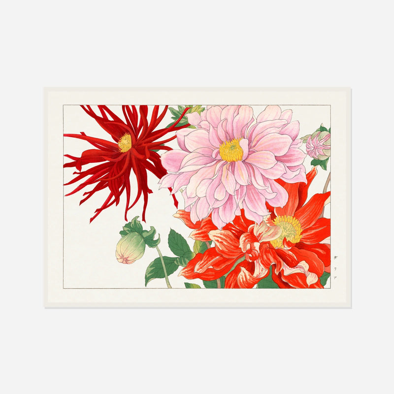 Pink and Red Dahlias — front view in a white frame