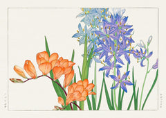Orange and Blue Freesias — finished print composition