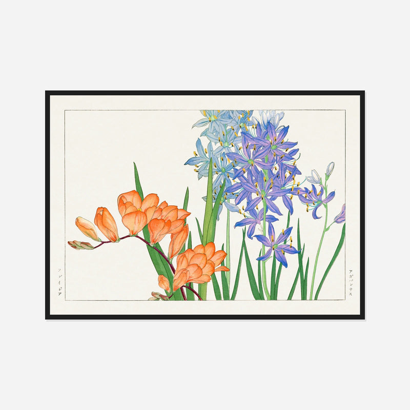 Orange and Blue Freesias — front view in a black frame
