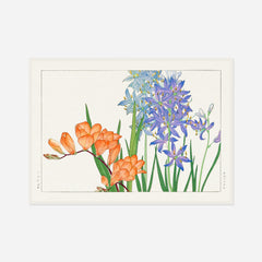 Orange and Blue Freesias — front view in a white frame