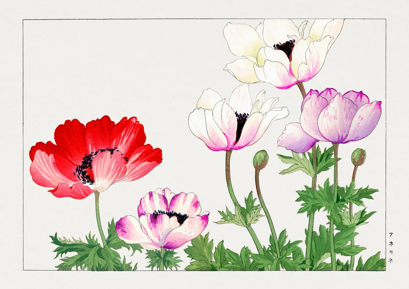 Poppies in Red, White and Pink — finished print composition