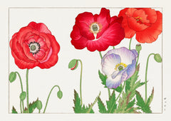 Red Poppies — finished print composition