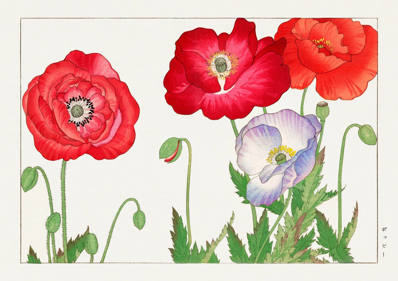 Red Poppies — finished print composition