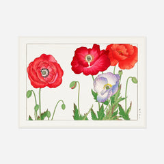 Red Poppies — front view in a white frame