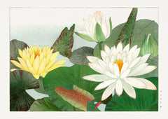 White and Yellow Water Lilies — finished print composition
