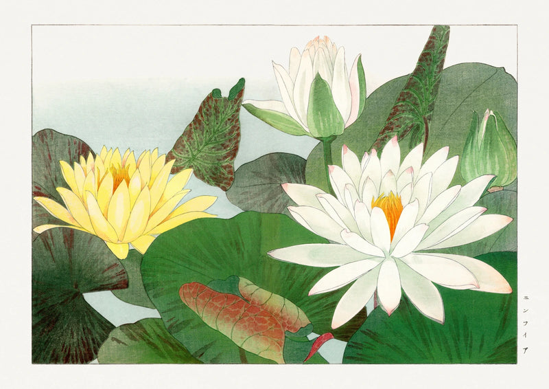 White and Yellow Water Lilies — finished print composition