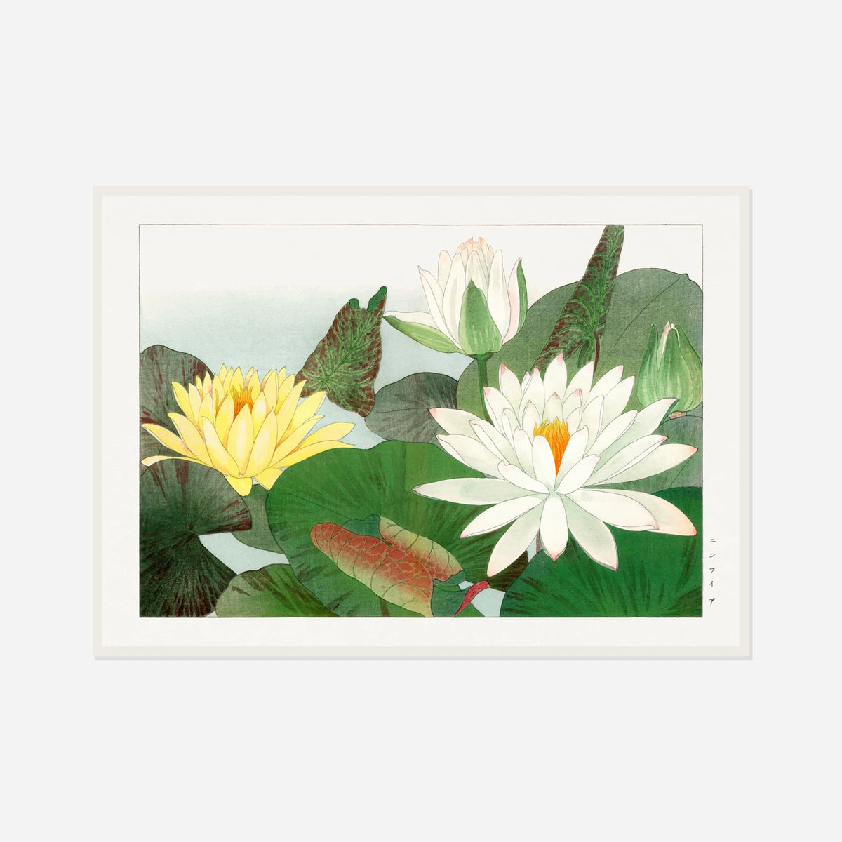 White and Yellow Water Lilies — front view in a white frame