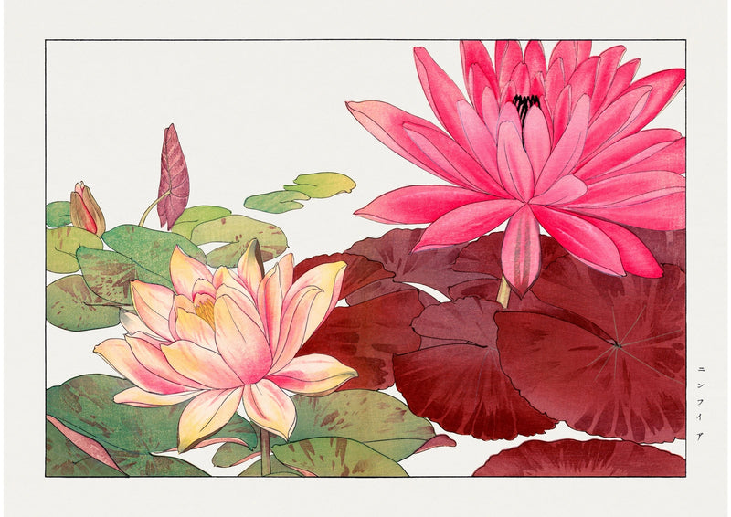 Pink Water Lilies — finished print composition