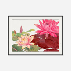 Pink Water Lilies — front view in a black frame