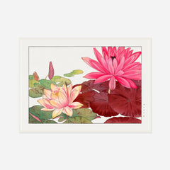 Pink Water Lilies — front view in a white frame