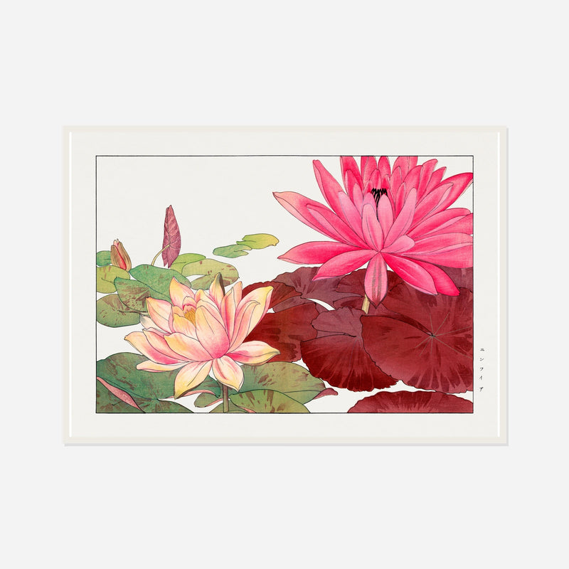 Pink Water Lilies — front view in a white frame
