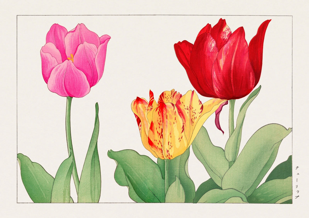Striped Tulips — finished print composition