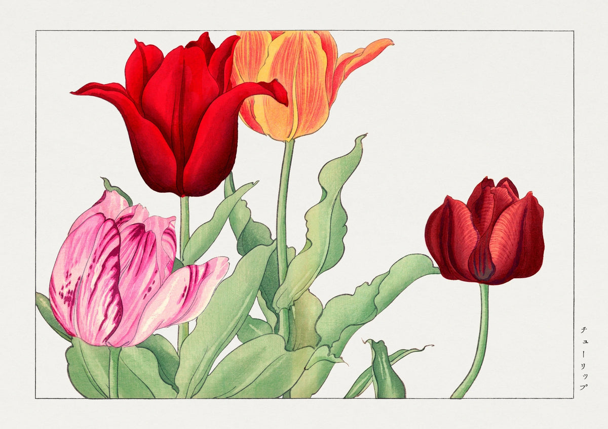 Red and Orange Tulips — finished print composition