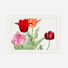 Red and Orange Tulips — front view in a white frame